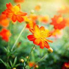 Beautiful red blossoms colorful flowers on field nature landscap
