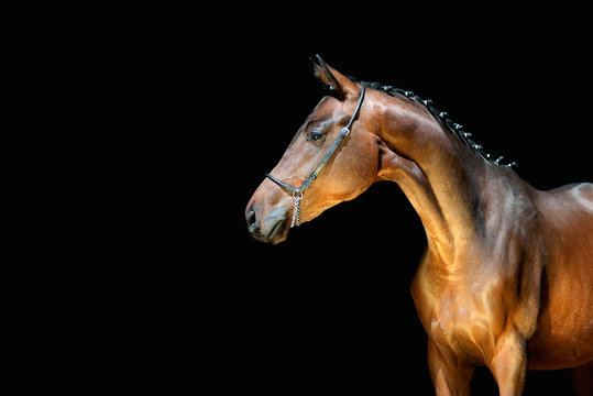 Beautiful young horse on a black background looking to the side. Sports stallion with braided mane in halter pin.