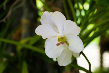 Obraz na płótnie Canvas Orchid close up