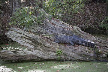 Alligator