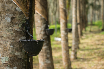 seringa trees with bowls for rubber