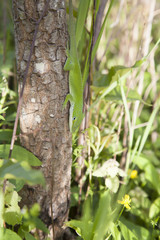 Green Anole
