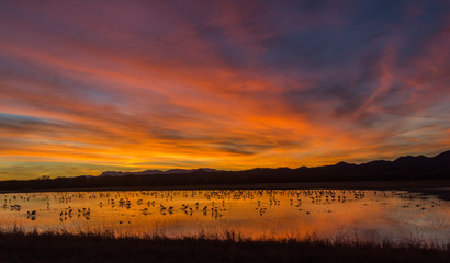 Fototapeta na wymiar Sandhill Cranes Roosting Sunset - Sandhill cranes arrive at the ponds and roost for the night just as the sun is setting. Roosting in ankle deep water protects them from approaching predators. 