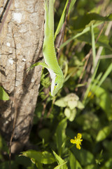 Green Anole
