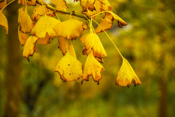 The gingko tree leaves closeup in autumn 