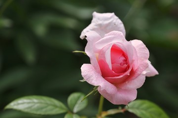 Rose en &eacute;veil
