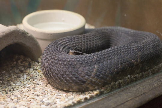 Cottonmouth