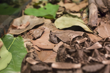 Gaboon Viper