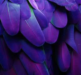 Gordijnen Macro photograph of the blue and purple feathers of a macaw. © michaelfitz