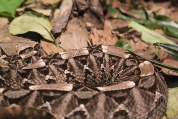 Gaboon Viper