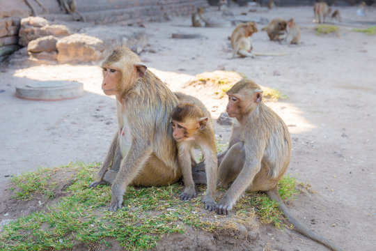 Monkey family sitting in Phra Prang Sam Yot temple, ancient architecture in Lopburi, Thailand. Select focus