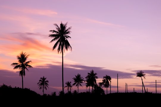Silhouette of coconut tree with twilight sky
