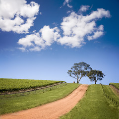 South Australian Vineyard