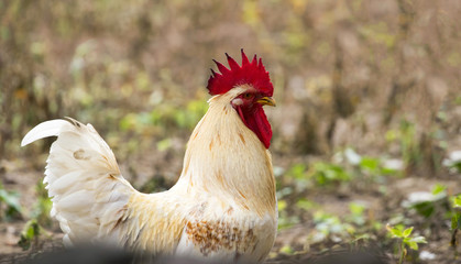 Image of a chicken on nature background. Farm animals.