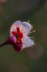 Obraz premium 赤いガク