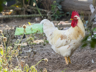 Image of a chicken on nature background. Farm animals.
