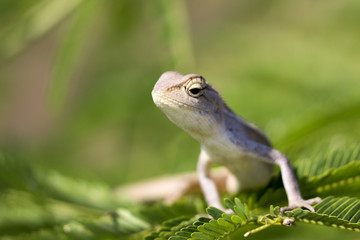 Image of chameleon on nature background.