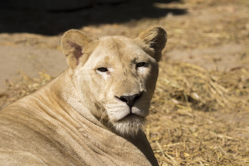 Image of a female lion on nature background. Wild Animals.