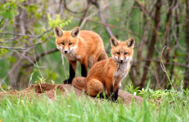 Naklejka na ściany i meble Amazingly beautiful red fox kits
