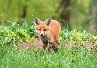 Amazingly beautiful red fox kits