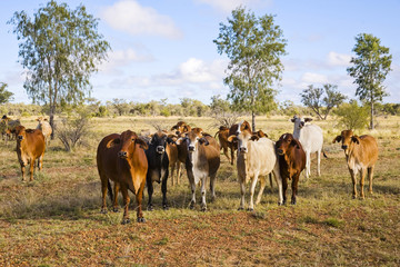 Herd of Brahma Cattle in Outback Queensland