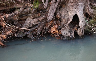 Gnarled tree trunk at waters edge by stream