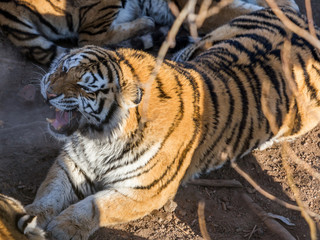 Siberian Tiger (Panthera tigris altaica)