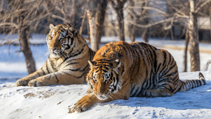 Siberian Tiger (Panthera tigris altaica)