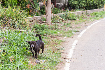 thai black stray dog
