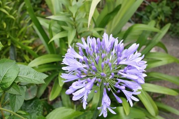 Flores, arbustos e árvores dos Açores, Portugal