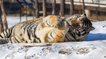 Siberian Tiger (Panthera tigris altaica)