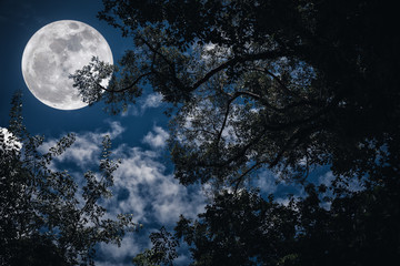 Silhouet van de takken van bomen tegen de nachtelijke hemel