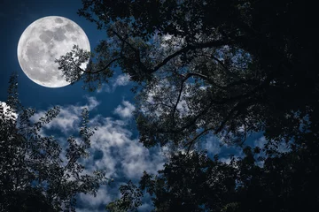 Fotobehang Volle maan en bomen Silhouet van de takken van bomen tegen de nachtelijke hemel