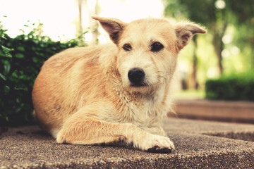 Stray dog with sad eyes looking away and lying in park. Vintage tone.