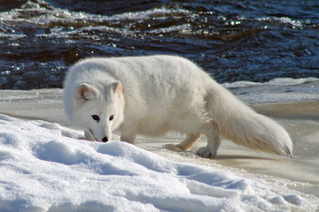 Naklejka premium Sweet Little Arctic Fox