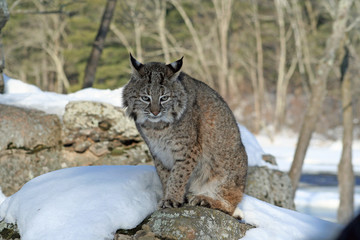 Bobcat in the Snow