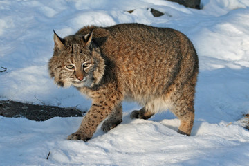 Bobcat in the Snow