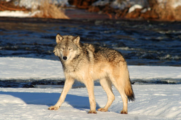 Gray Wolf by a River