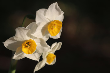 narcissus flower on dark background #2