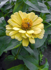 Bee on flower, and collecting nectar