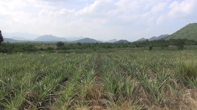 A slow pan from left to right across a pineapple field. Mist covered mountains in the distance against a fuzzy blue sky.