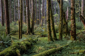Second growth hemloch forest, upper Solduc, Olympic National Forest, WA