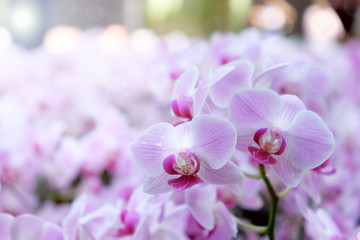 orchid.ch