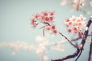 Close-up of beautiful vintage sakura tree flower (cherry blossom) in spring. vintage color tone...