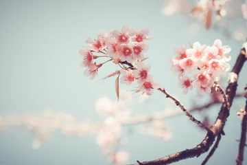 Fotobehang Close-up of beautiful vintage sakura tree flower (cherry blossom) in spring. vintage color tone style. © jakkapan
