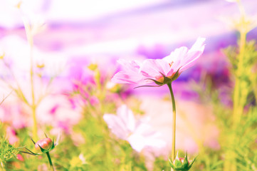 pink flowers in the garden , cosmos flowers in the park