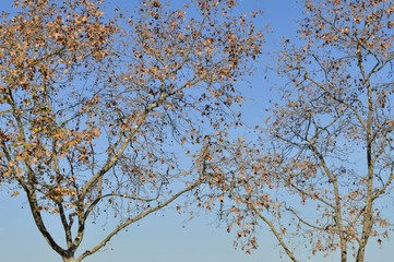 Tree and sky 