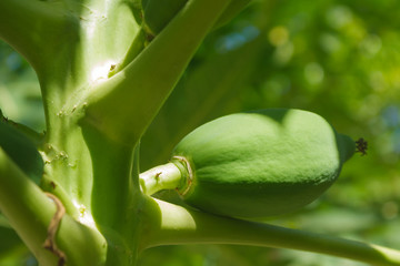 Papaya fruit much.