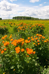 Obraz premium Plant Asiatic Globe-flower ( lat. Trollius asiaticus ) in their