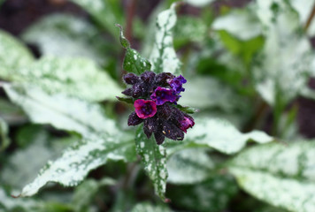 Inflorescence of a high quality pulmonaria./Small flowers of a high quality pulmonaria of dark pink and violet colour reveal by turns against grey-green leaves.